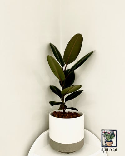 نبتة فيكس المطاط