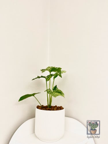 نبتة سنجونيوم البو