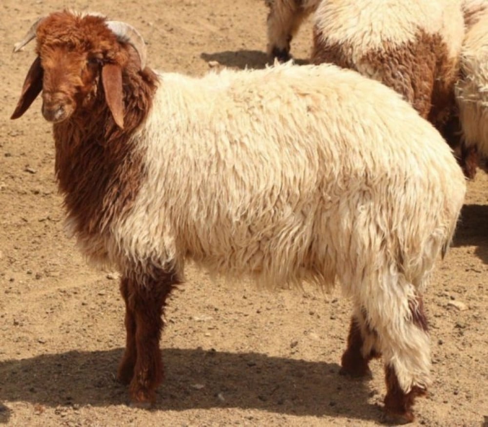 Al-Nuaimi ovca | Najbolje informacije o ovoj vrsti | Al Naimi janjetina - 11 komada