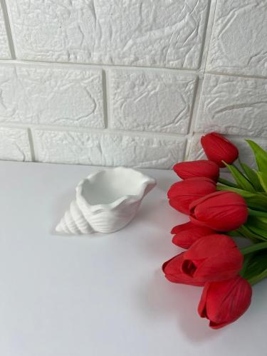 قوقعه من الجبس
