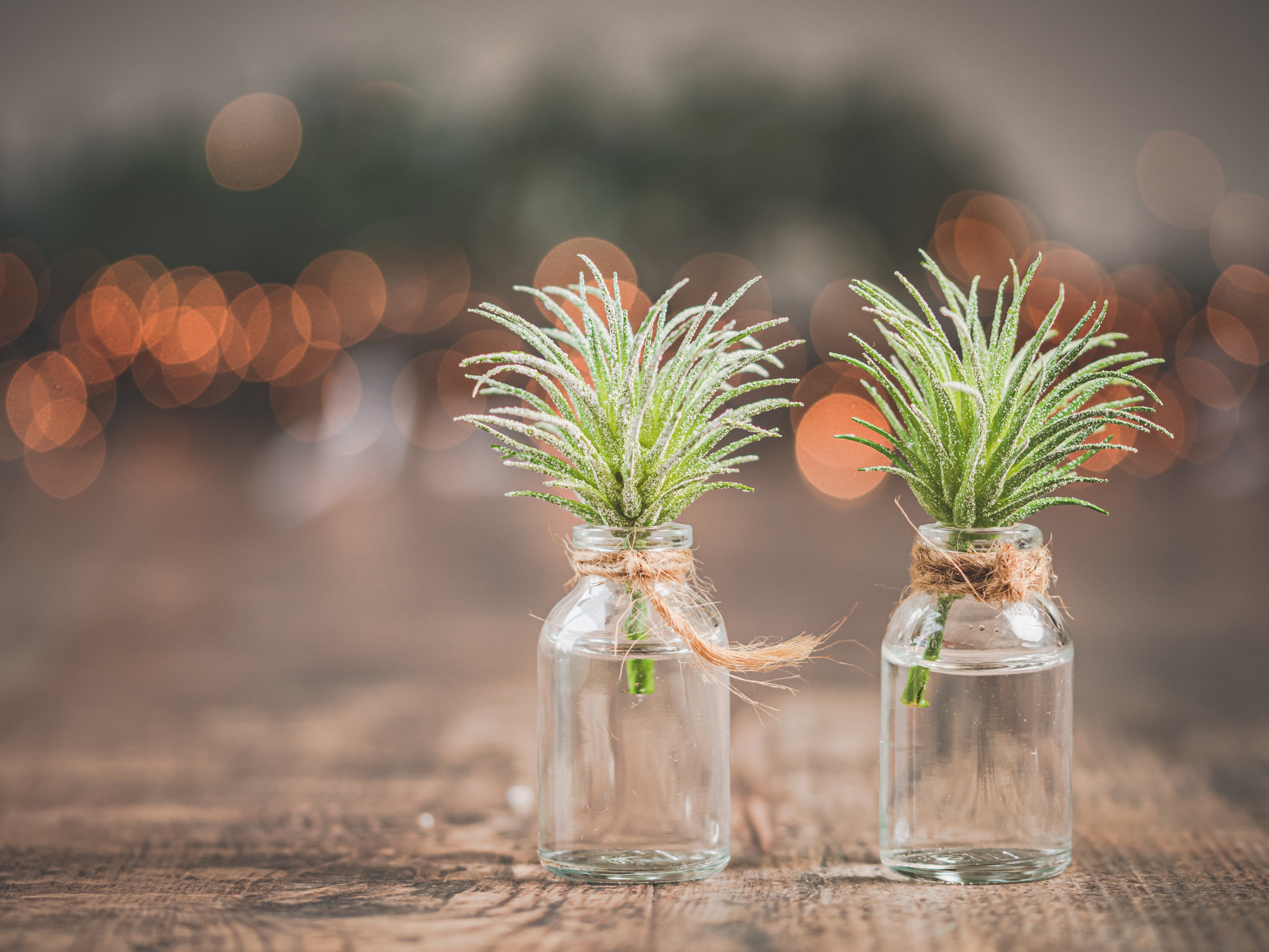 عسل القمة ( ثقة - جودة - ضمان )