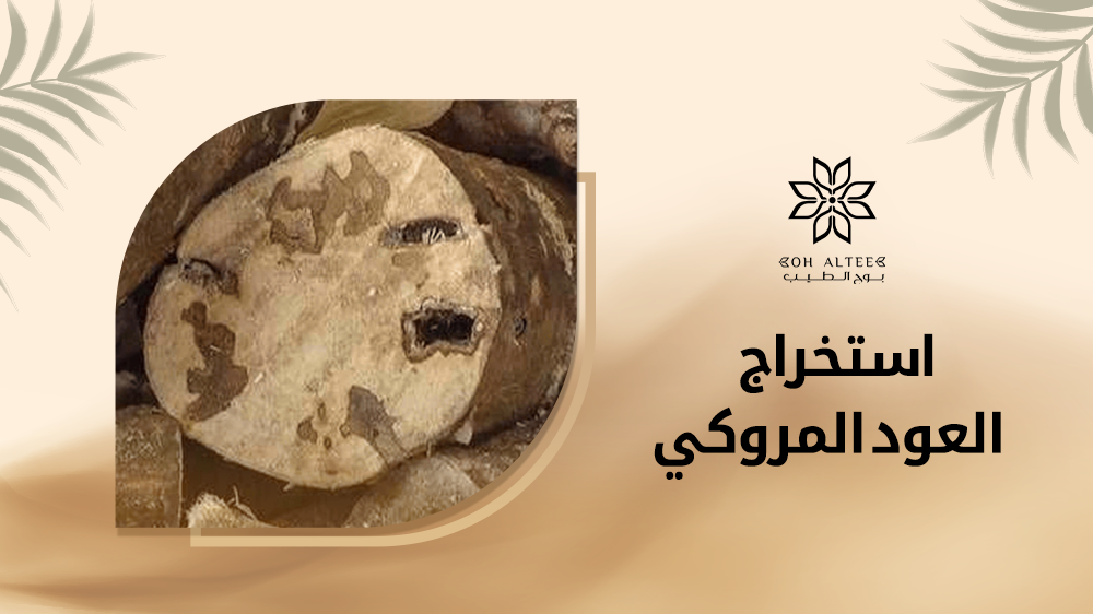 تعرف علي كيفية استخراج العود المروكي وأهم استخدماته