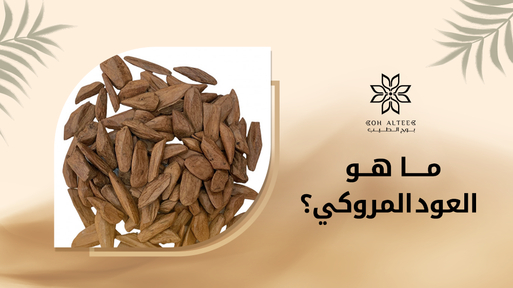 ماهو العود المروكي وما هي استخداماته | متجر بوح الطيب