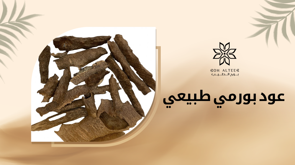كيفية الحصول علي عود بورمي طبيعي وأهم فوائده | متجر بوح الطيب