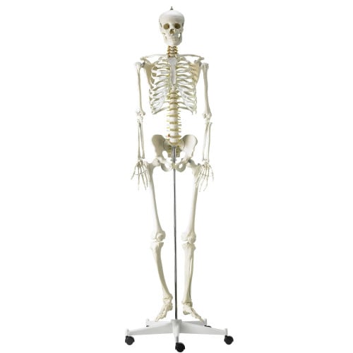 Artificial Human Skeleton هيكل عظمي