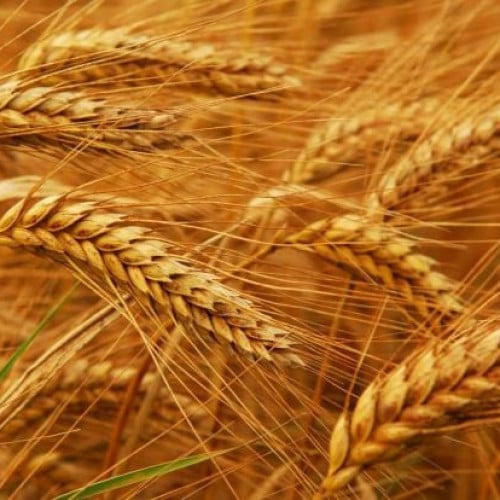 قمح الصفوة الفاخر Organic Wheat Grain