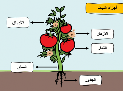 علوم صف أول ابتدائي الترم الأول الوحده الاولى- الف...