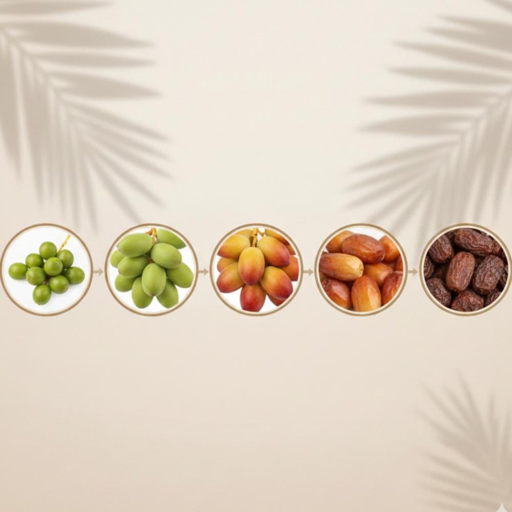 ما هي المحطات الخمس التي تمر بها تمورنا قبل أن تصل إلى مائدتكم؟