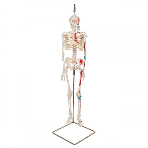 هيكل عظمي مع توضيح العضلات SKELETON