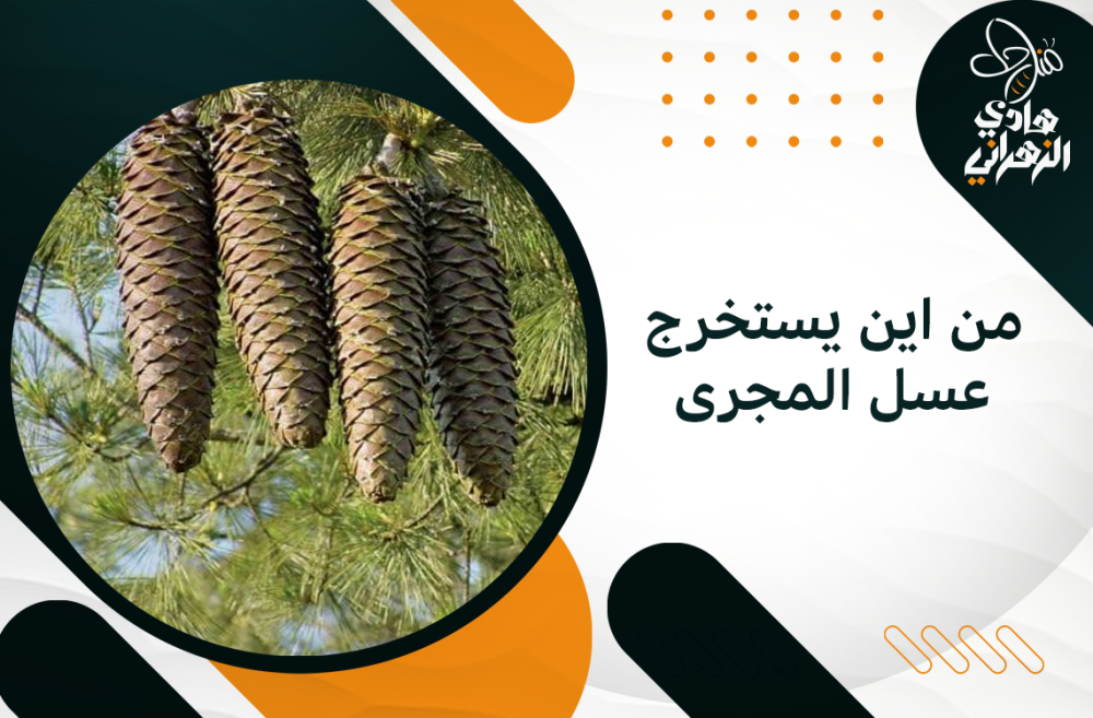 من اين يستخرج عسل المجرى