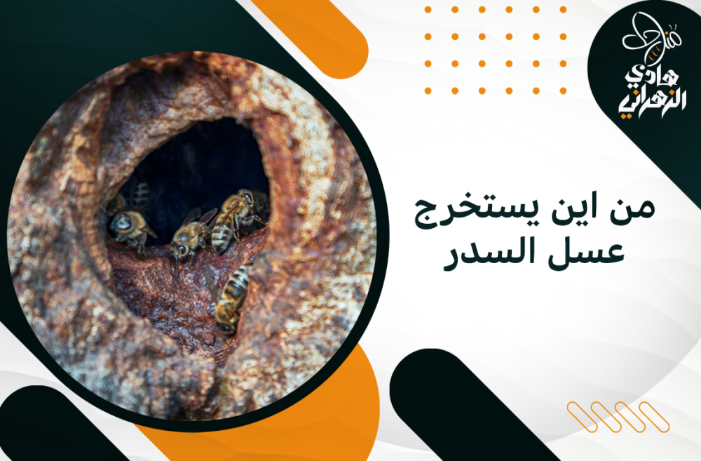 من اين يستخرج عسل السدر