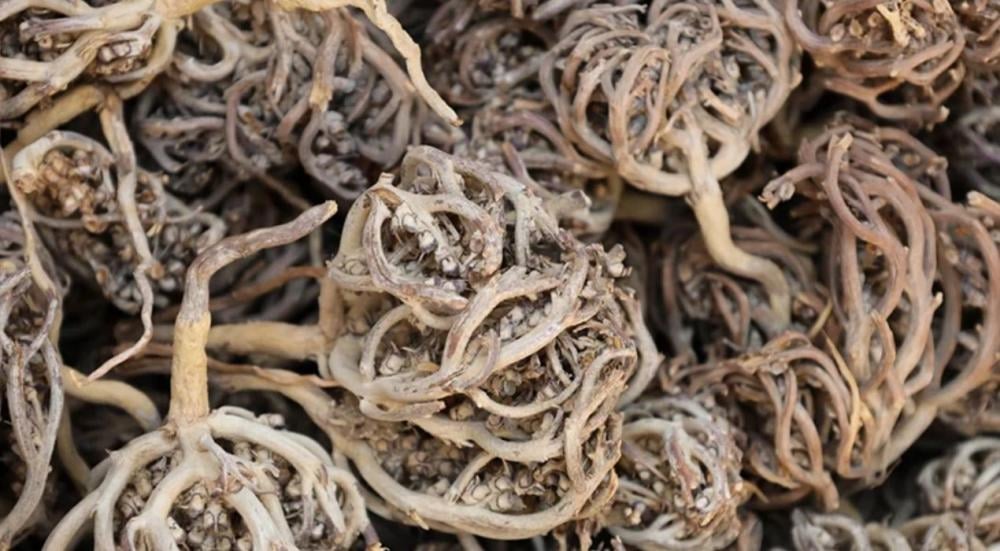 طريقة استخدام عشبة كف مريم