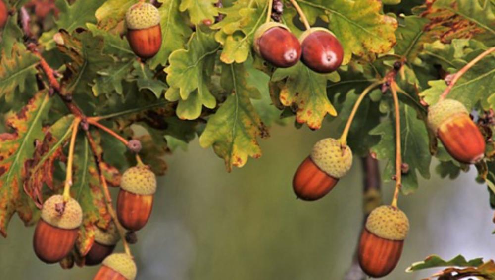 فوائد ثمار البلوط