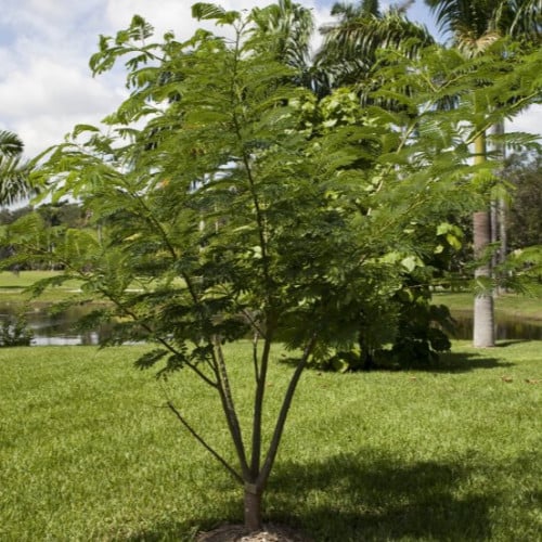 انترلوبيوم