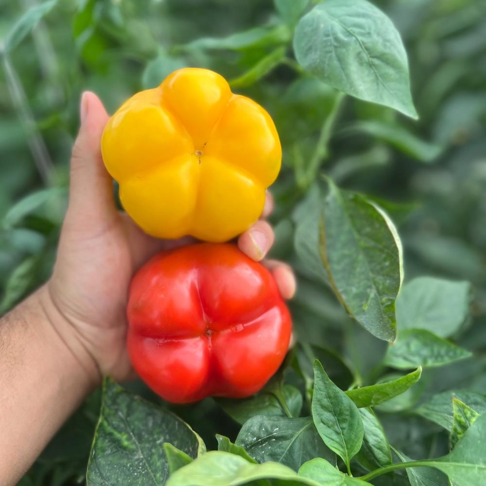 أنواع البذور: الهجينة مقابل الغير هجينة