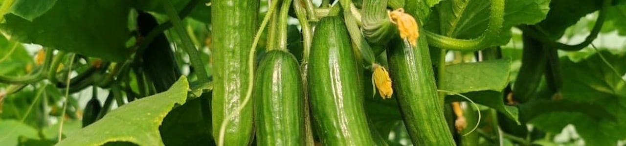الشركة الوطنية لإنتاج البذور