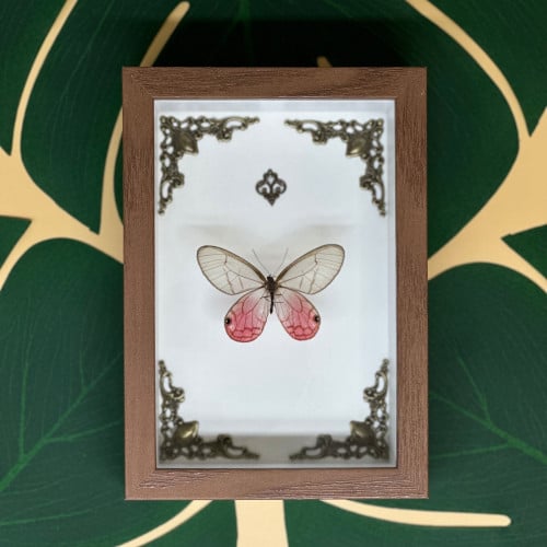 فراشة سيثارياس اورينا- Cithaerias aurorina Butterf...