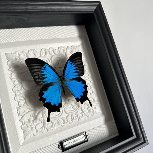 فراشة بابيليو يولايسس - Papilio Ulysses butterfly