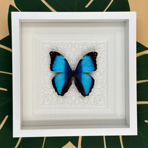 فراشة مورفو دايديميا - Morpho Deidamia Butterfly