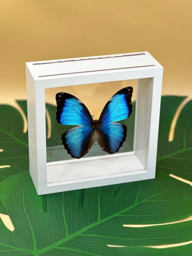 فراشة مورفو دايديميا 2- Morpho Deidamia Butterfly