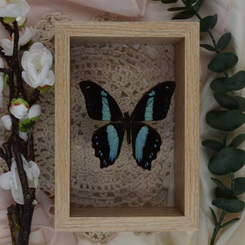 فراشة بابيلو بروميوس - Papilio Promeus butterfly