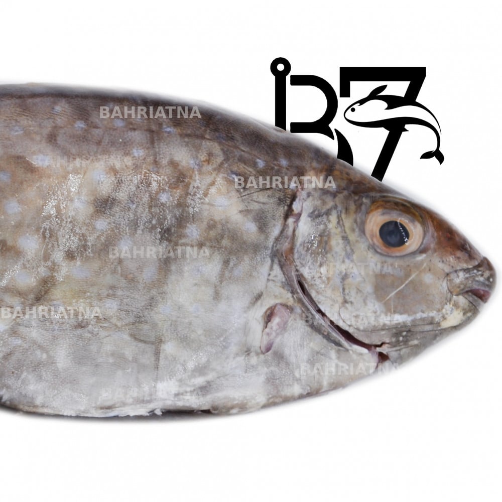 سمك صافي safi