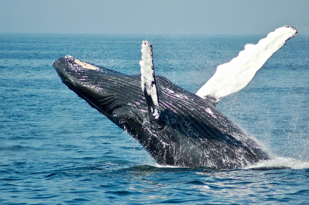 Why whale ?