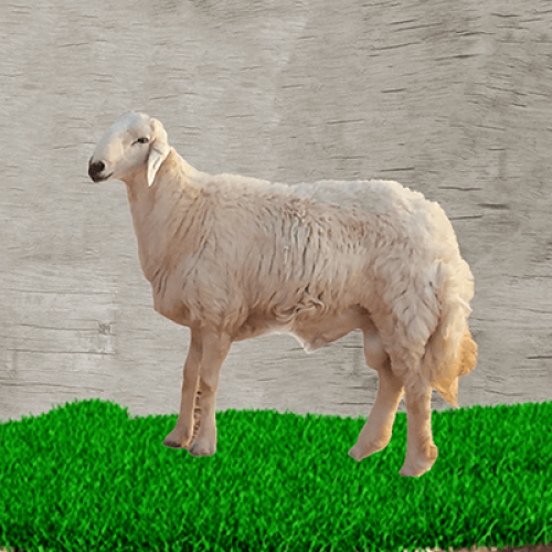خروف جبر ناهي (7)