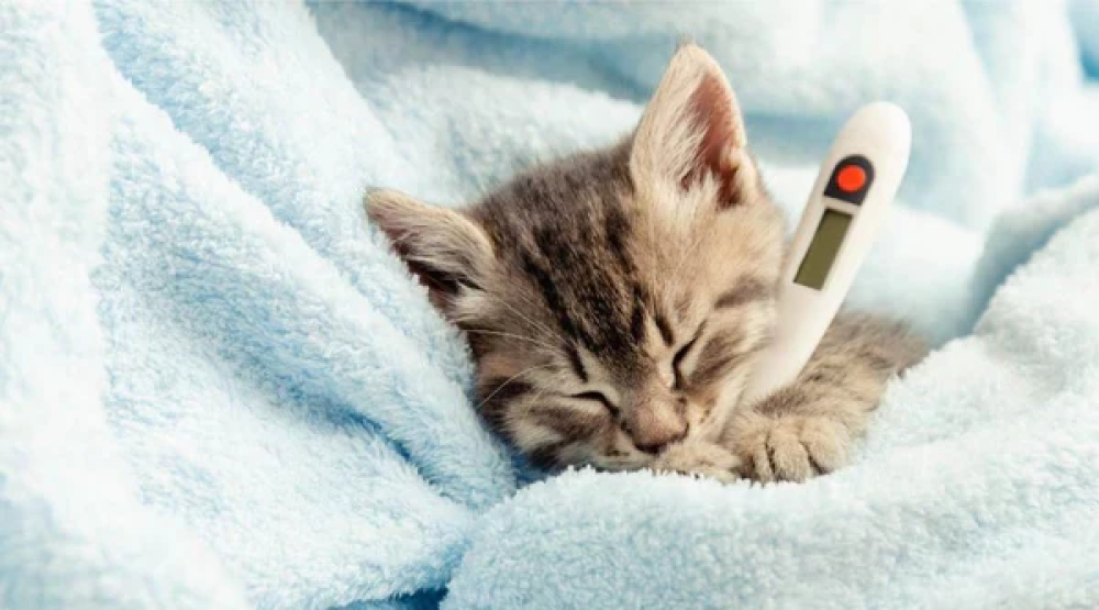 Cat Vaccination Schedule: A Guide for New Lover