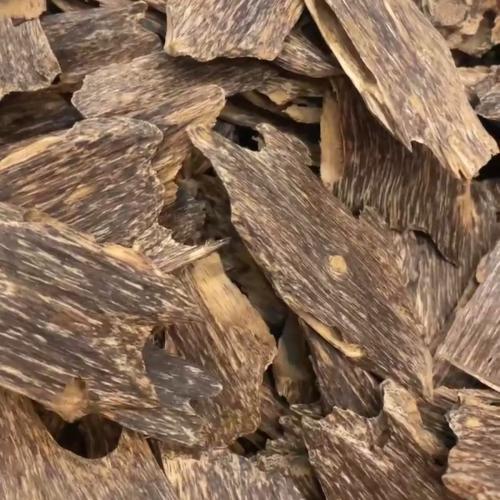 تولة عود سومطري سيوفي