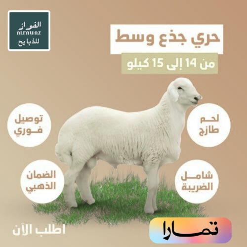 حري جذع وسط