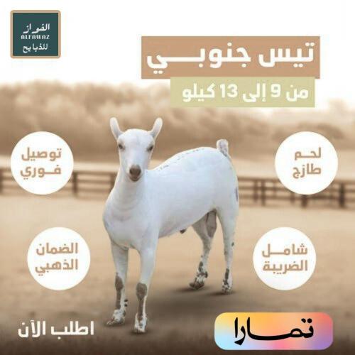 تيس جنوبي