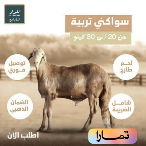 سواكني تربية