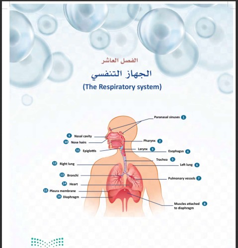 أوراق عمل الجهاز التنفسي مادة انظمة الجسم