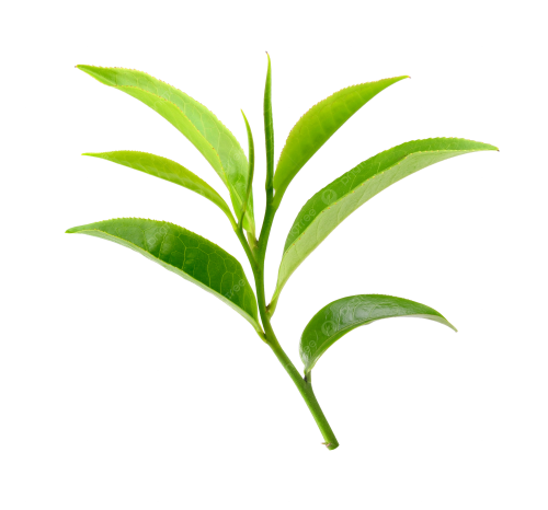 شاهي أخضر - ربطة