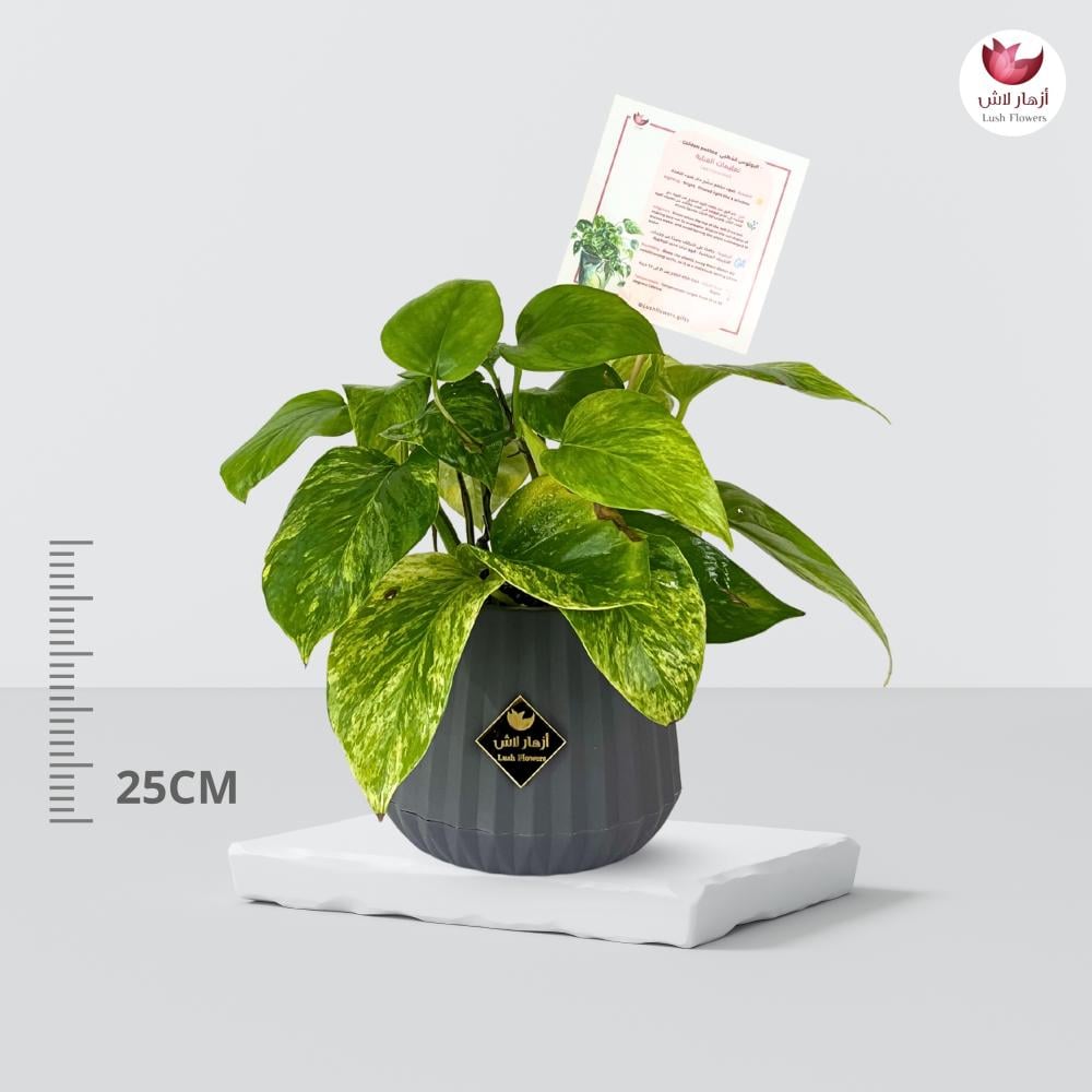 نباتات داخلية صغيرة