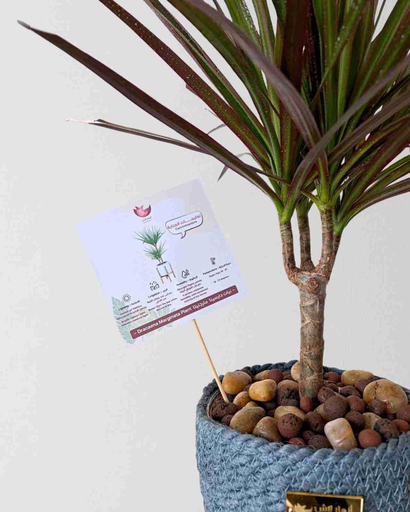 النباتات الداخلية التي تتحمل الحرارة | دليل الاختيار