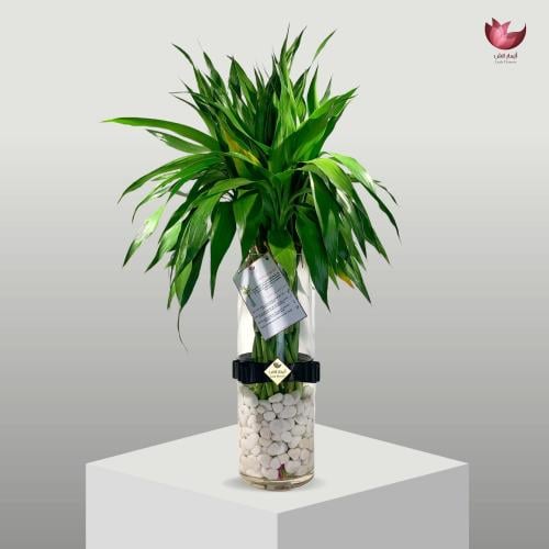 Lucky Bamboo