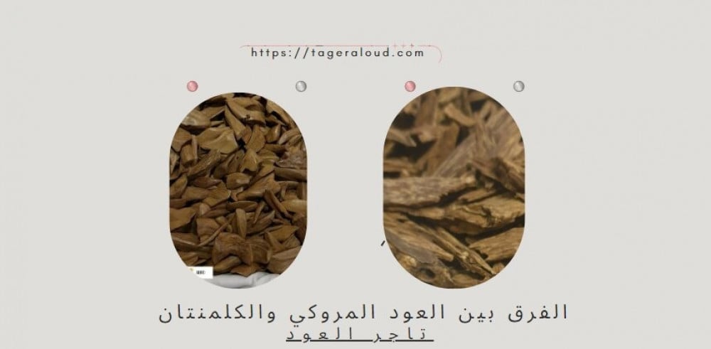 الفرق بين العود المروكي والكلمنتان