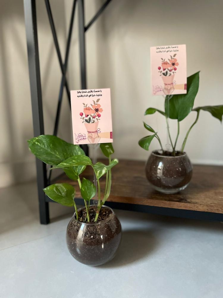 نبتة طبيعية مع كرت يوم المعلم