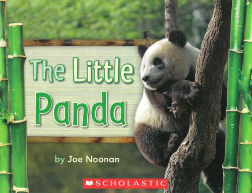 The Little Panda