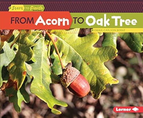 FROM ACORN TO OAK TREE