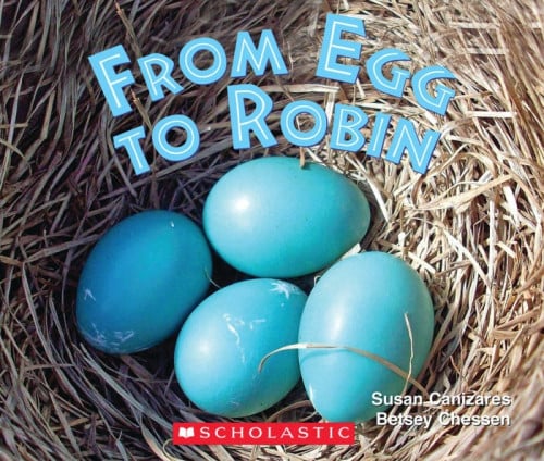 From Egg to Robin