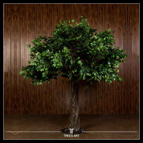 شجرة Ficus الأرتفاع 2.5 متر