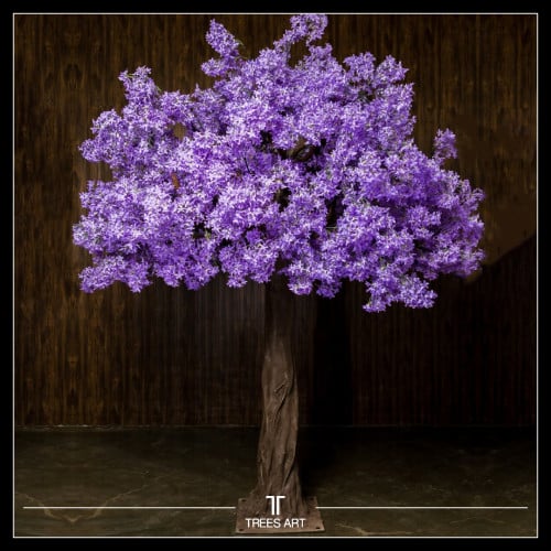 شجرة Jacaranda الأرتفاع 3 متر