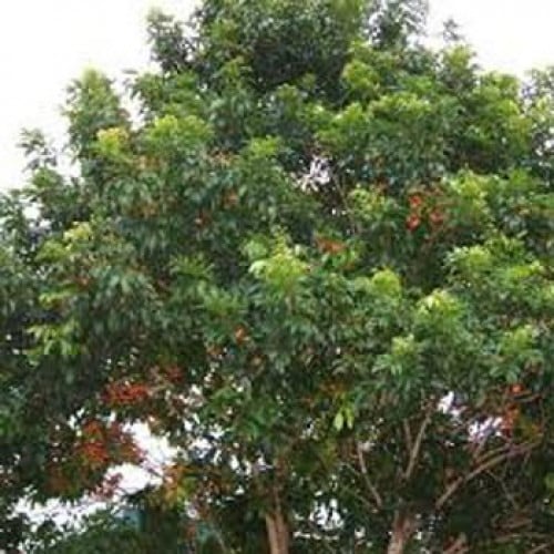 بذور شجرة الهاربوليا Harpullia pendula