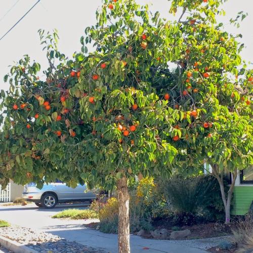 بذور نبات فاكهة الكاكا (Diospyros kaki)