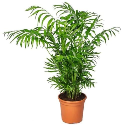 بذور نخيل شاميدوريا (Chamaedorea elegans)