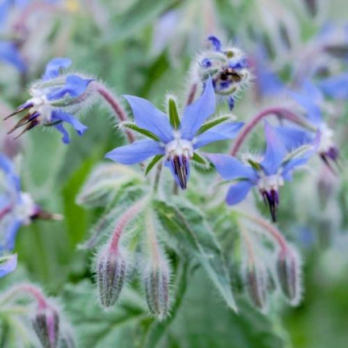 بذور نبات خبز النحل Borage officinalis