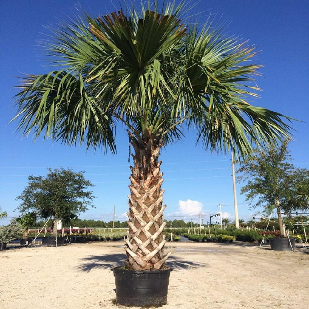 بذور نخيل سابال (ذيل الطاووس) (Sabal palmetto)